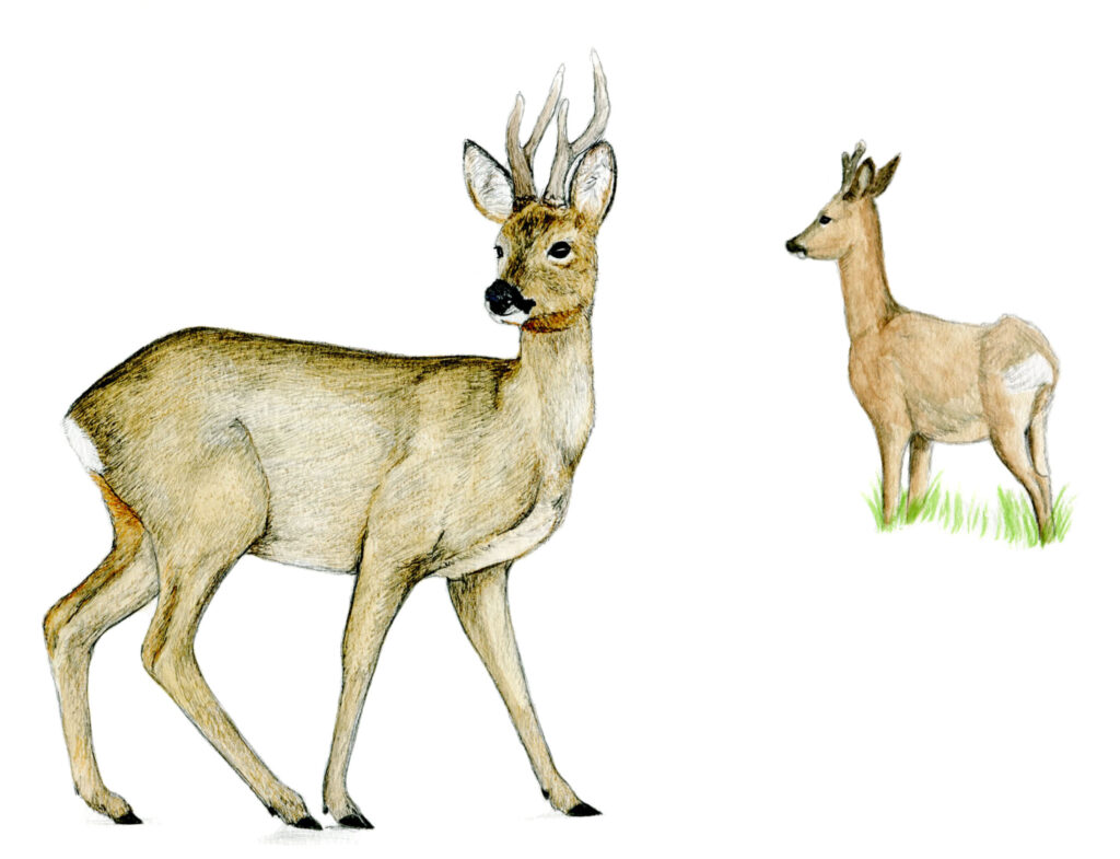 Illustration originale Alicia Pénicaud, illustration naturaliste, illustration mammalogique, mammalogie, mammifère, illustration chevreuil, brocard, capreolus capreolus, cervidé