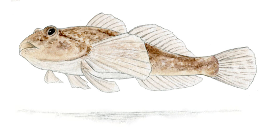 Illustration originale Alicia Pénicaud, illustration paysage, illustration naturaliste, dessin crustacé, coquillage, poissons, illustration rivière, mer, océan, illustration poisson, chabot, cottus gobio