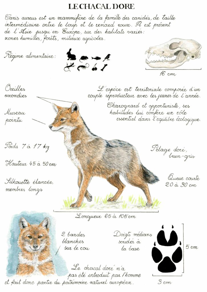 Illustration originale Alicia Pénicaud, illustration naturaliste, illustration planche naturaliste, étude naturaliste, planche naturaliste, illustration nature, dessin animaux, planche naturaliste du chacal doré, canis aureus