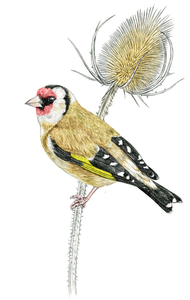 Illustration originale Alicia Pénicaud, illustration naturaliste, illustration ornithologique, dessin d'oiseau, illustration chardonneret, chardonneret élégant, carduelis carduelis, european goldfinch