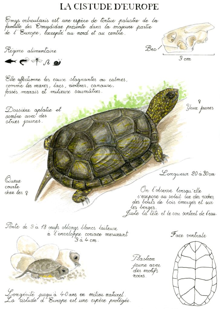 Illustration originale Alicia Pénicaud, illustration naturaliste, illustration planche naturaliste, étude naturaliste, planche naturaliste, illustration nature, dessin animaux, planche naturaliste cistude d'Europe, emys orbicularis