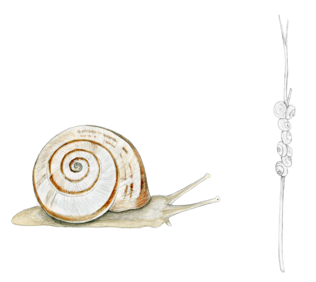 Illustration originale Alicia Pénicaud, illustration paysage, illustration naturaliste, dessin crustacé, coquillage, poissons, illustration rivière, mer, océan, illustration mollusque, gastéropode, escargot des dunes, theba pisana