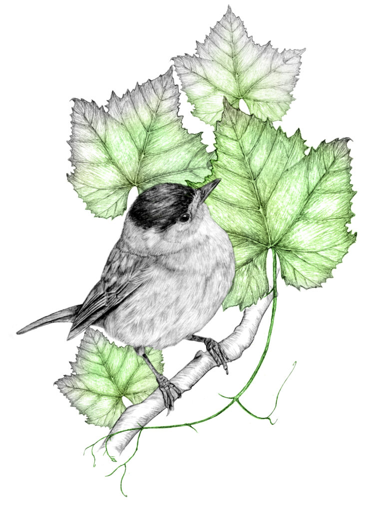 Illustration originale Alicia Pénicaud, illustration naturaliste, dessin d'oiseau, illustration fauvette à tête noire, illustration oiseaux, passereaux, eurasian blackcap