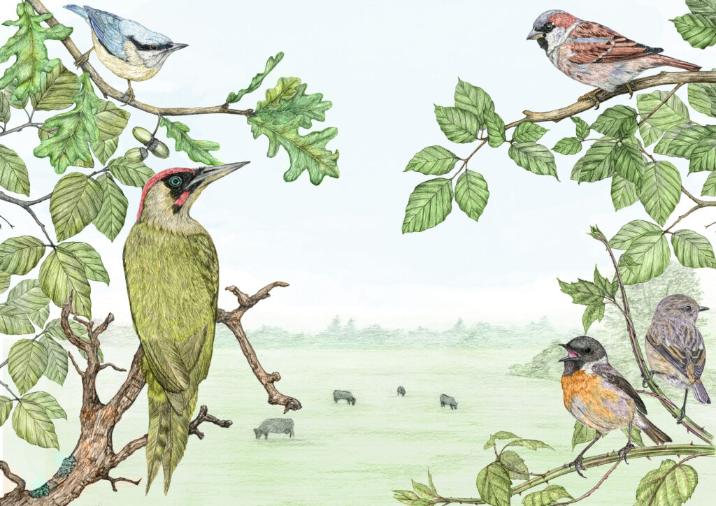 Illustration originale Alicia Pénicaud, illustration paysage, illustration naturaliste, dessin de paysage, illustration milieux, biotope, environnement, illustration prairie