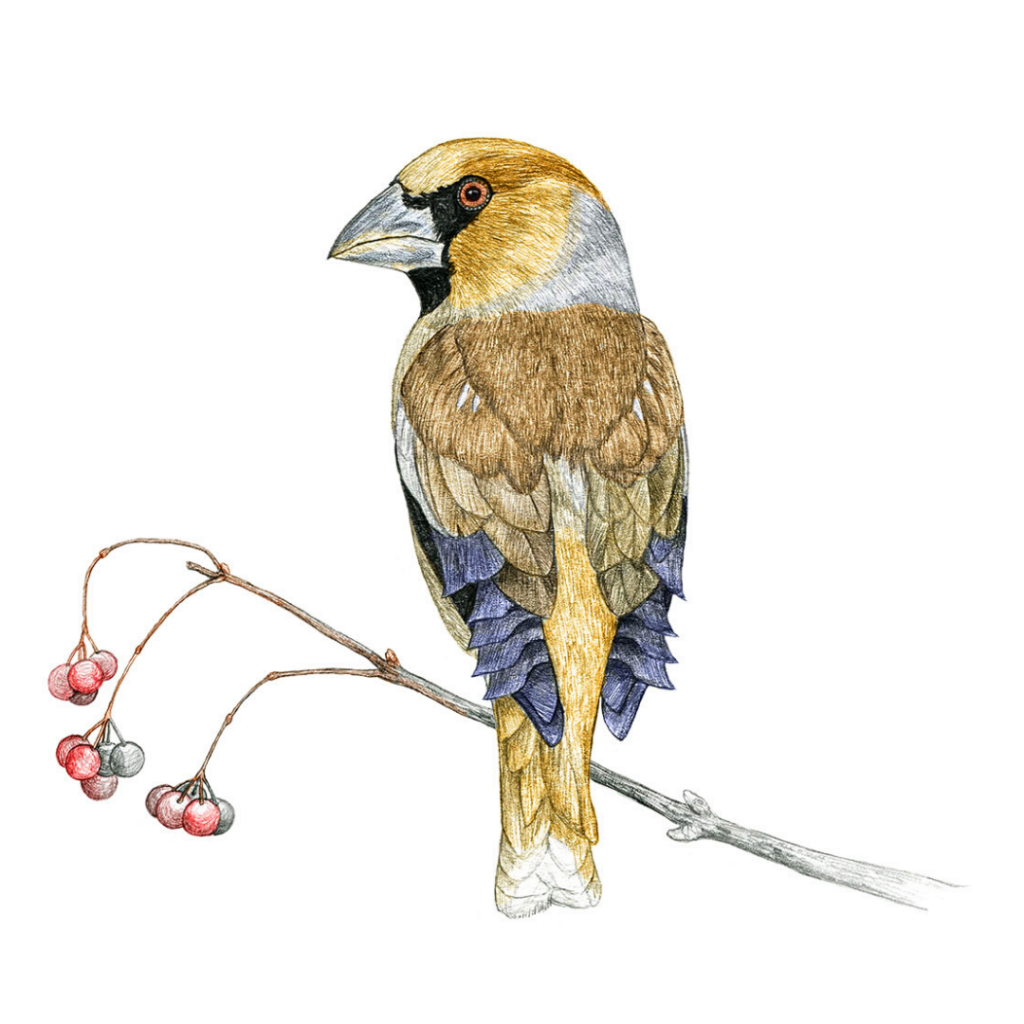 Illustration originale Alicia Pénicaud, illustration naturaliste, dessin d'oiseau, illustration grosbec casse-noyaux, coccothraustes coccothraustes, hawfinch