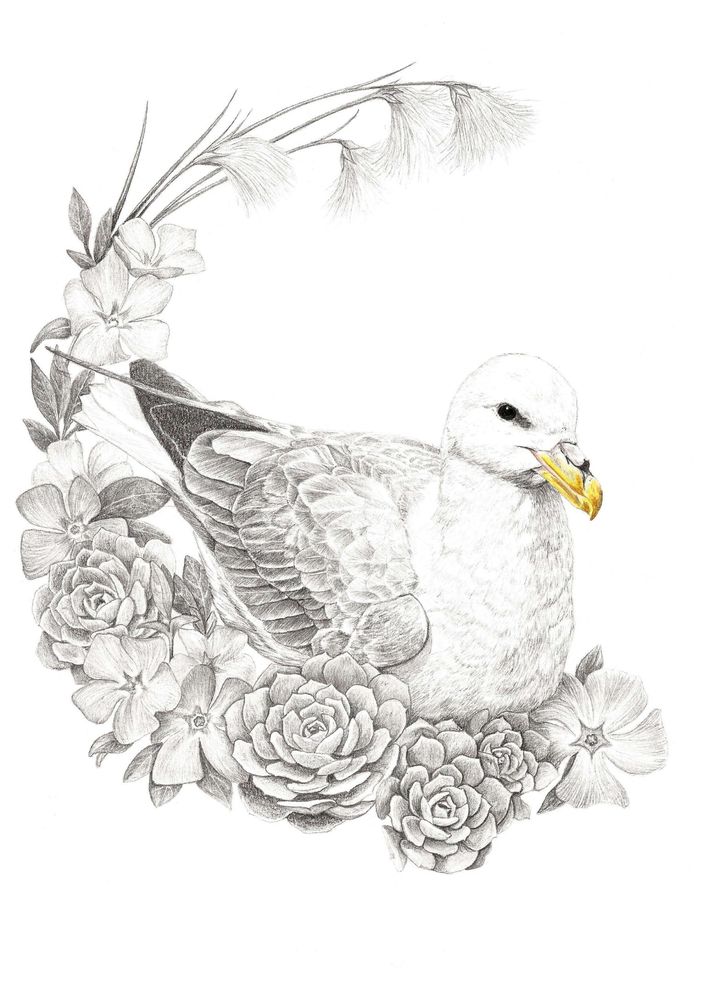 Illustration originale Alicia Pénicaud, illustration naturaliste, dessin d'oiseau, illustration fulmar boréal, fulmarus glacialis, northern fulmar