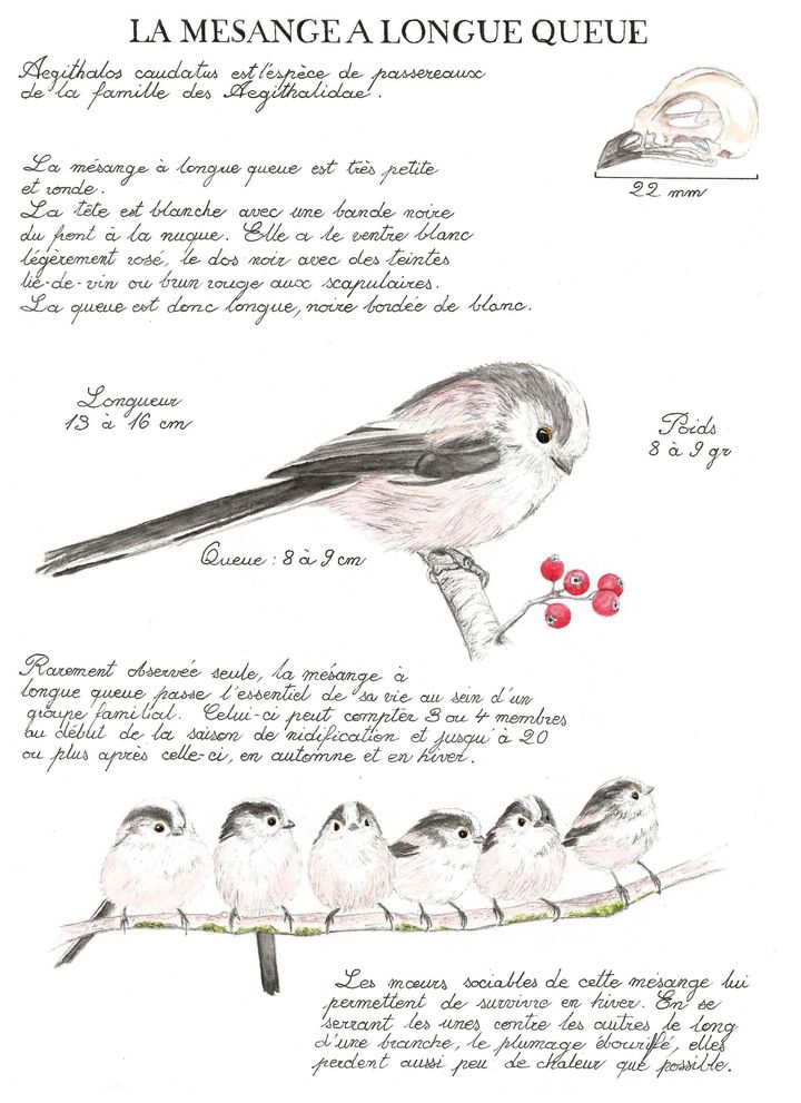 Illustration originale Alicia Pénicaud, illustration naturaliste, illustration planche naturaliste, étude naturaliste, planche naturaliste, illustration nature, dessin animaux, planche naturaliste orite à longue queue