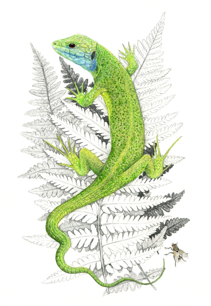 Illustration originale Alicia Pénicaud, illustration naturaliste, illustration herpétologique, herpétologie, dessin de reptile, batracien, amphibien, illustration lézard, lézard à deux raies, saurien, lacerta bilineata