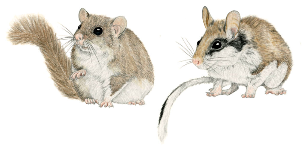 Illustration originale Alicia Pénicaud, illustration naturaliste, illustration mammalogique, mammalogie, mammifère, illustration rongeur, loir gris, glis glis, lérot, eliomys quercinus