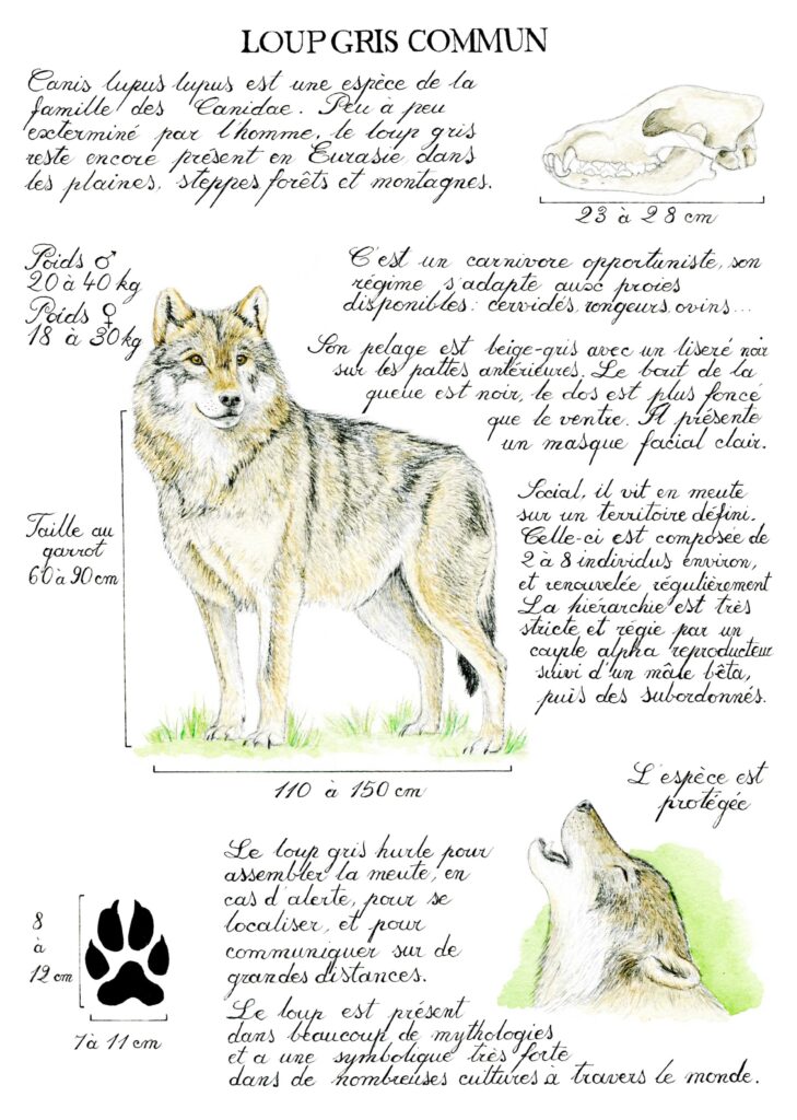 Illustration originale Alicia Pénicaud, illustration naturaliste, illustration planche naturaliste, étude naturaliste, planche naturaliste, illustration nature, dessin animaux, planche naturaliste du loup gris