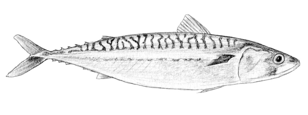 Illustration originale Alicia Pénicaud, illustration paysage, illustration naturaliste, dessin crustacé, coquillage, poissons,illustration poisson, maquereau, scomber scombus,  illustration ichtyologique