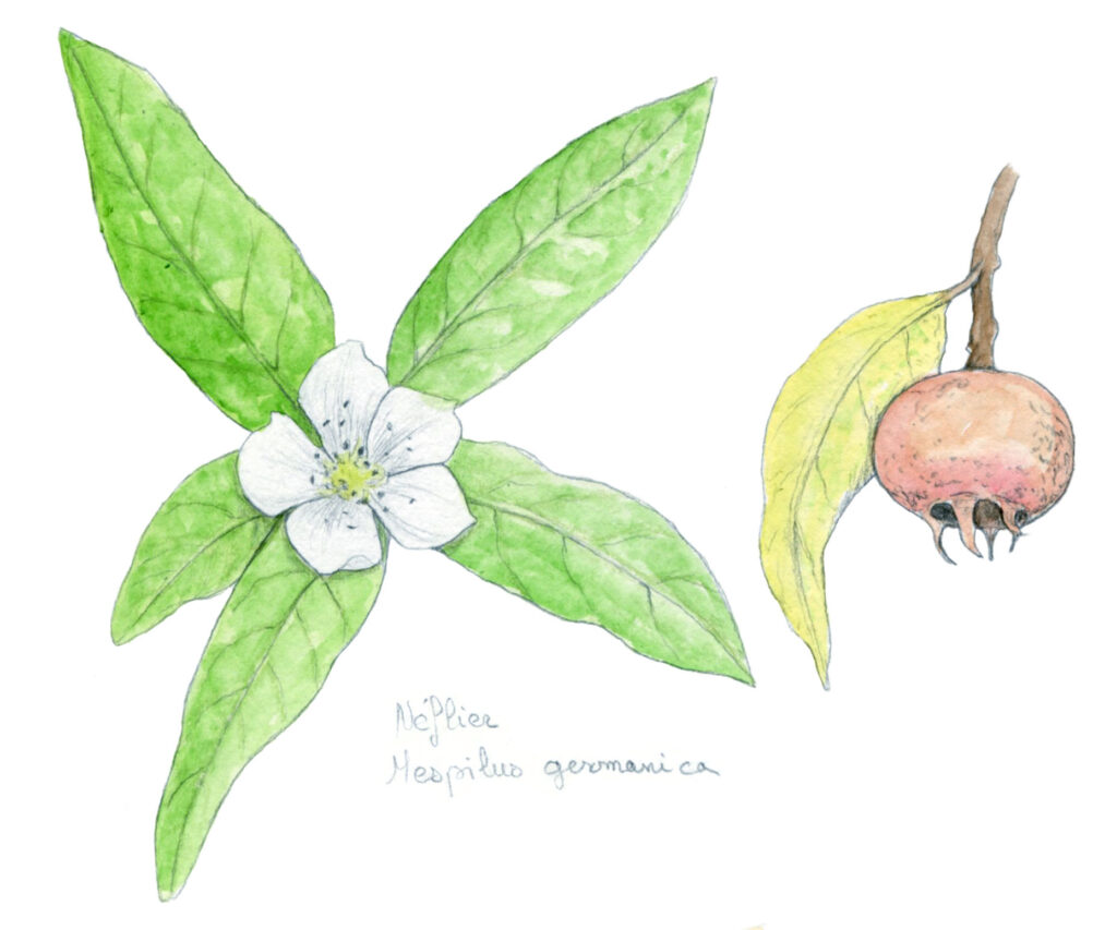 illustration originale Alicia Pénicaud, illustration botanique, illustration fruit, illustration plante, illustration végétaux, néflier, mespilus germanica