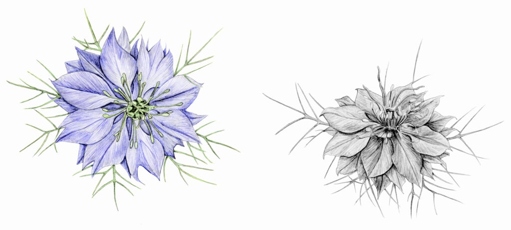 illustration originale Alicia Pénicaud, illustration botanique, illustration fleur, illustration plante, illustration végétaux, nigelle, nigelle de Damas, nigella damascena