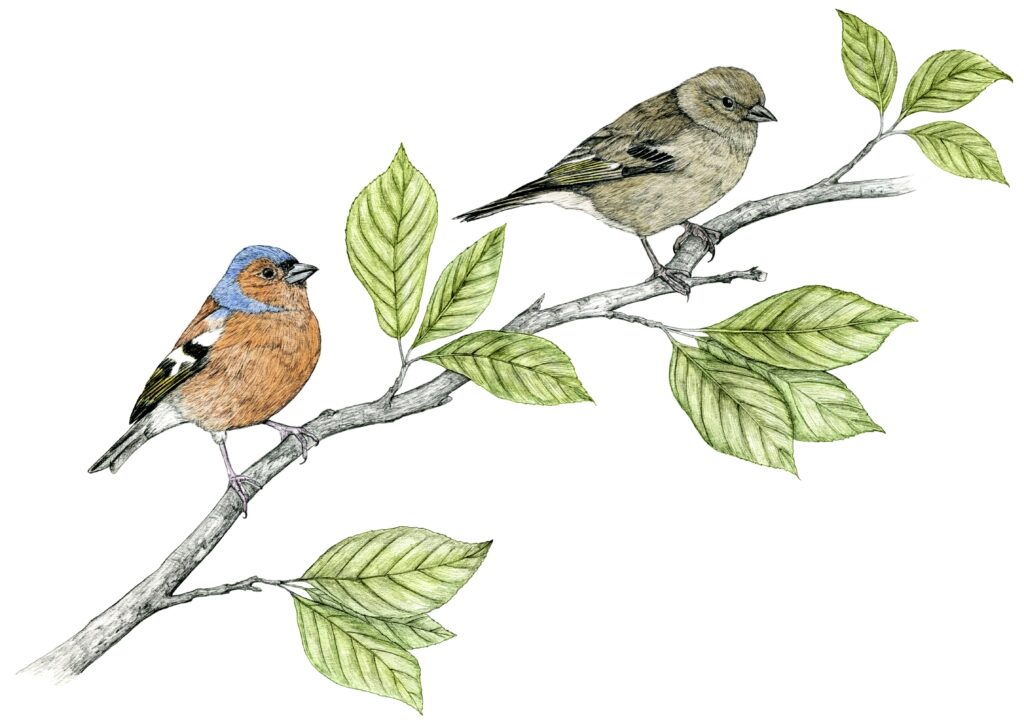 Illustration originale Alicia Pénicaud, illustration naturaliste, illustration ornithologique, dessin d'oiseau, illustration pinson des arbres, fringilla coelebs, common chaffinch