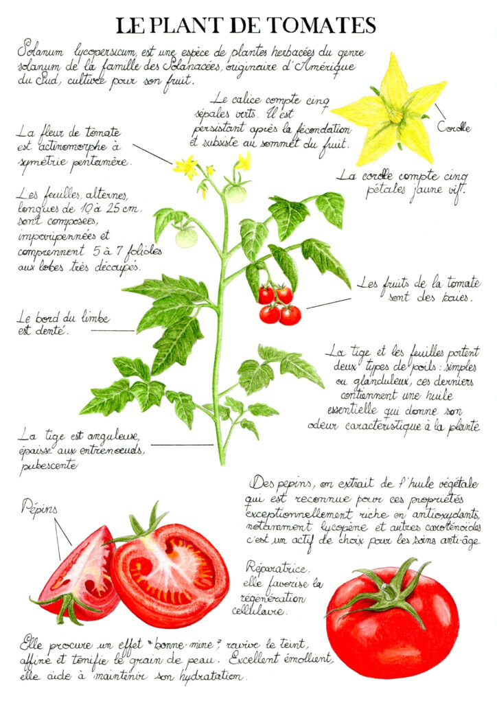 Illustration originale Alicia Pénicaud, illustration naturaliste, illustration planche naturaliste, étude naturaliste, planche naturaliste, illustration nature, dessin botanique, planche botanique de la tomate 