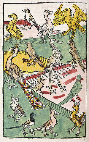 histoire de l'illustration ornithologique, Alicia Pénicaud Illustrations, l'illustration ornithologique part.1