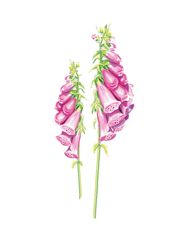 illustration originale Alicia Pénicaud, illustration botanique, illustration fleurs, illustration plante, illustration végétaux, illustration digitale pourpre, digitalis purpurea