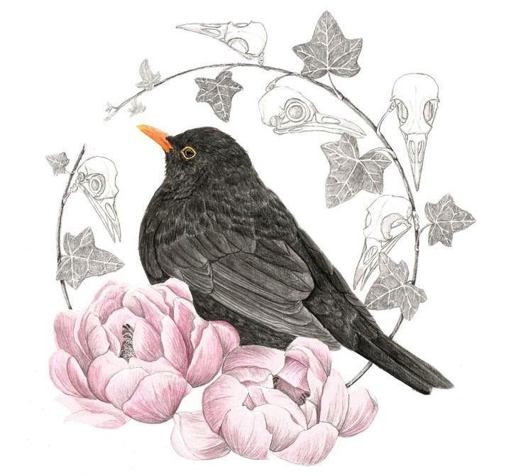 Illustration originale Alicia Pénicaud, illustration naturaliste, dessin d'oiseau, illustration merle noir, turdus merula, black bird