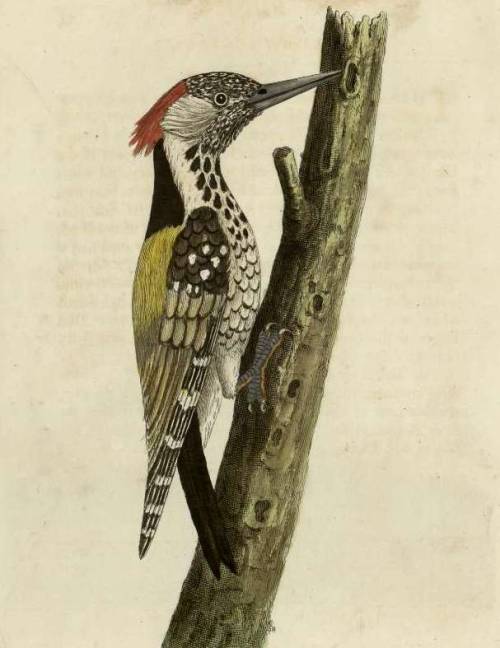 histoire de l'illustration ornithologique, Alicia Pénicaud Illustrations, eau-forte, Eleazar Albin, Elisabeth Albin, l'illustration ornithologique, dessin d'oiseau
