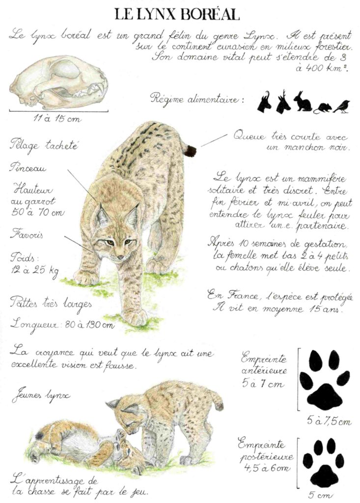 Illustration originale Alicia Pénicaud, illustration naturaliste, illustration planche naturaliste, étude naturaliste, planche naturaliste, illustration nature, dessin animaux, planche naturaliste du lynx boréal