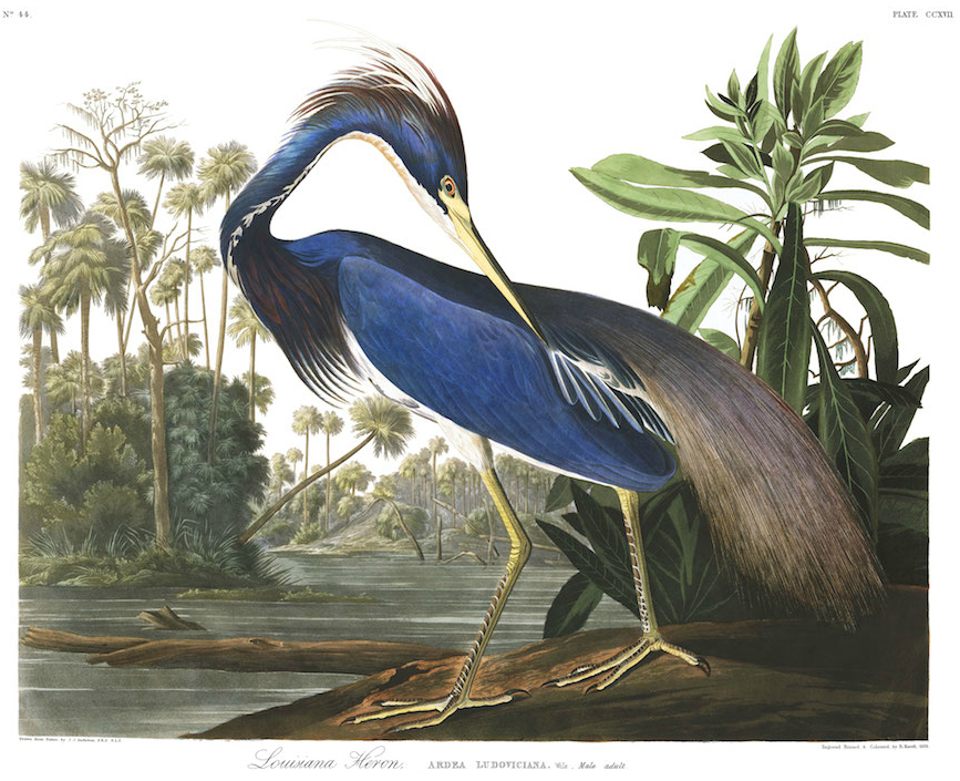 histoire de l'illustration ornithologique, Alicia Pénicaud Illustrations, Audubon, illustration ornithologique, dessin d'oiseau, l'illustration ornithologique