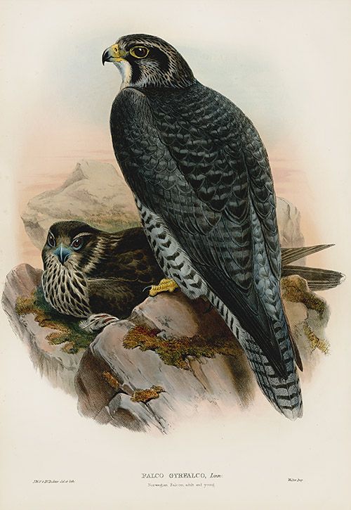 histoire de l'illustration ornithologique, Alicia Pénicaud Illustrations, lithographie, Joseph Wolf, illustration ornithologique, dessin d'oiseau, l'illustration ornithologique