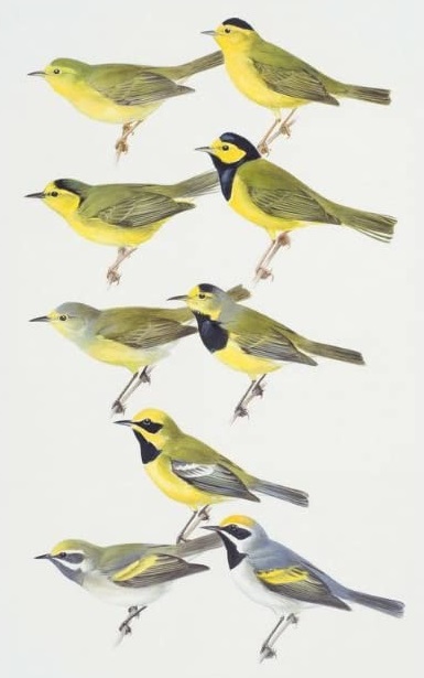 histoire de l'illustration ornithologique, Alicia Pénicaud Illustrations, aquarelle, Roger Rory Peterson, illustration ornithologique, dessin d'oiseau, l'illustration ornithologique