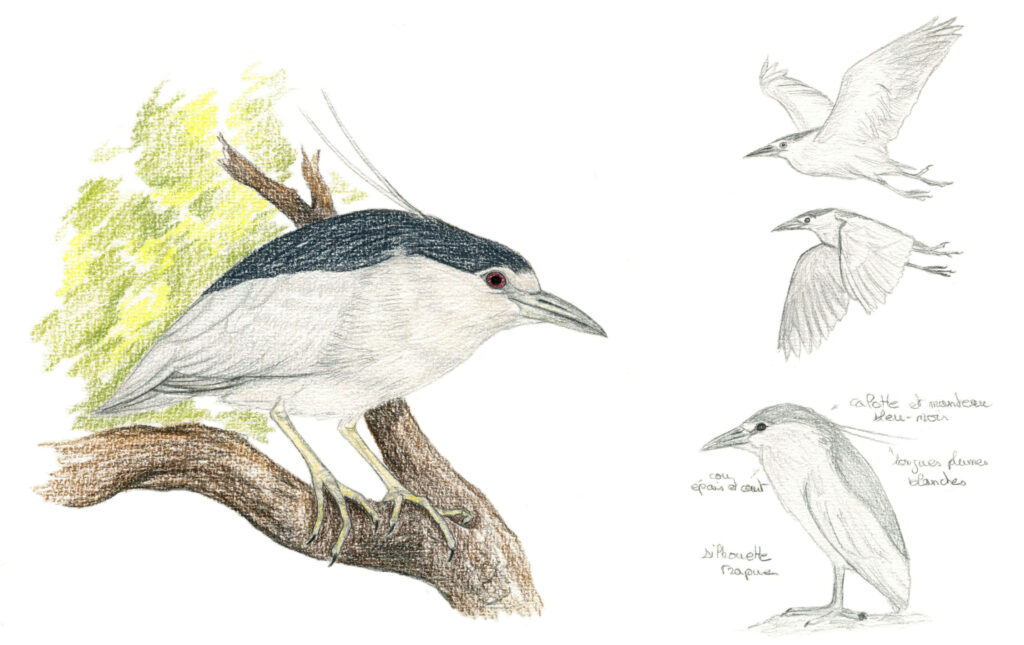 Illustration originale Alicia Pénicaud, illustration naturaliste, dessin d'oiseau, illustration bihoreau gris, pélécaniforme, nycticorax nycticorax, Black-crowned Night Heron