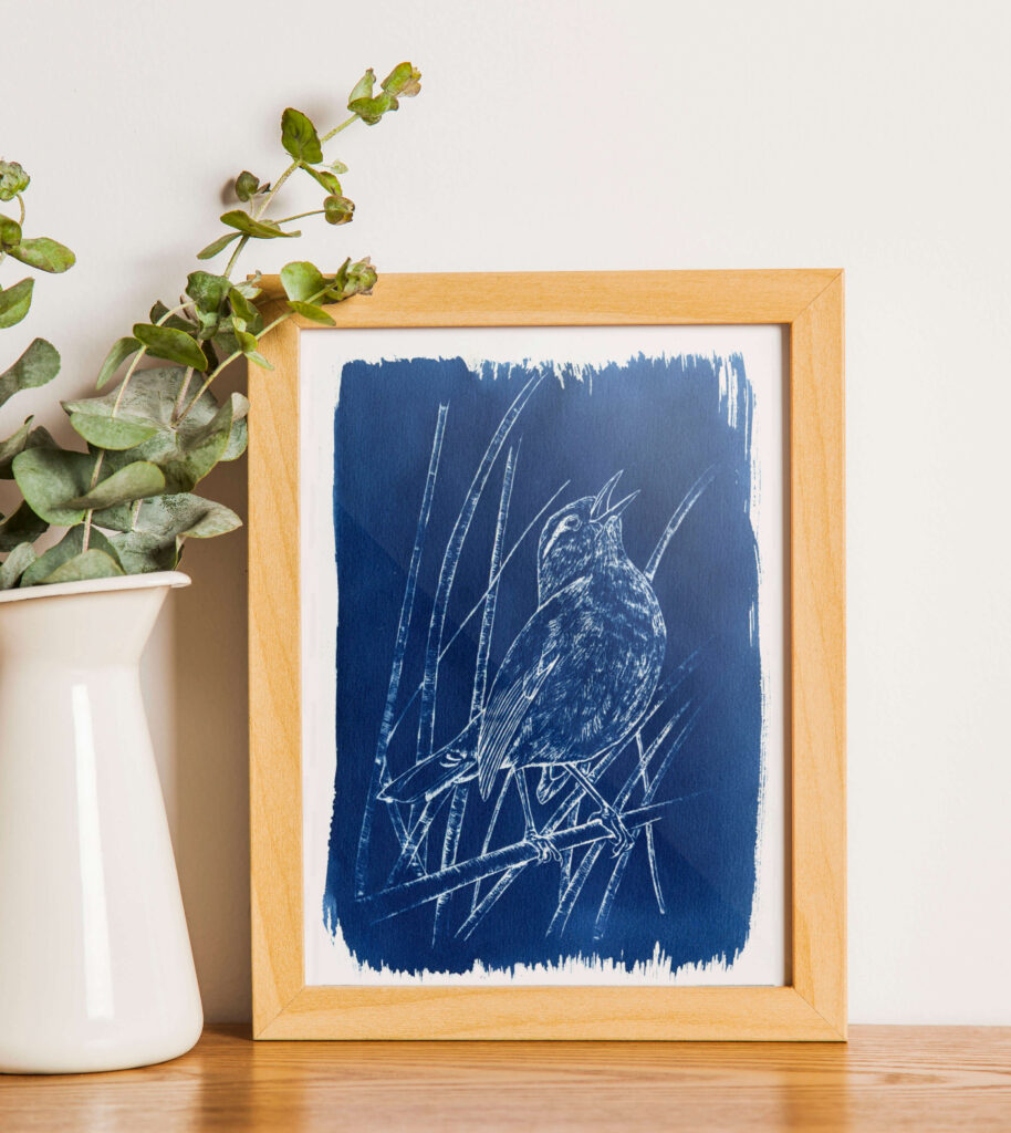 Illustration originale Alicia Pénicaud, cyanotype, illustration cyanotype, illustration ornithologique, dessin oiseau, bouscarle de cetti illustration, boutique Alicia Pénicaud, décoration, cyanotype bouscarle de Cetti, pièce unique