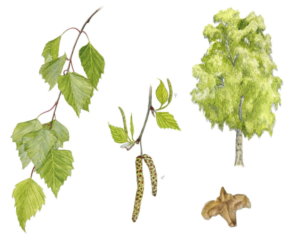 illustration originale Alicia Pénicaud, illustration botanique, illustration fruit, illustration plante, illustration végétaux, bouleau commun, betula pendula, illustrateur naturaliste, dessin naturaliste