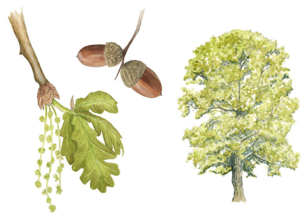 illustration originale Alicia Pénicaud, illustration botanique, illustration fruit, illustration plante, illustration végétaux, illustration naturaliste, arbre, illustration chêne, chêne pédonculé
