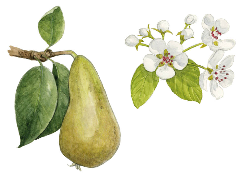 illustration originale Alicia Pénicaud, illustration botanique, illustration fruit, illustration plante, illustration végétaux, poirier sauvage, pyrus pyraster