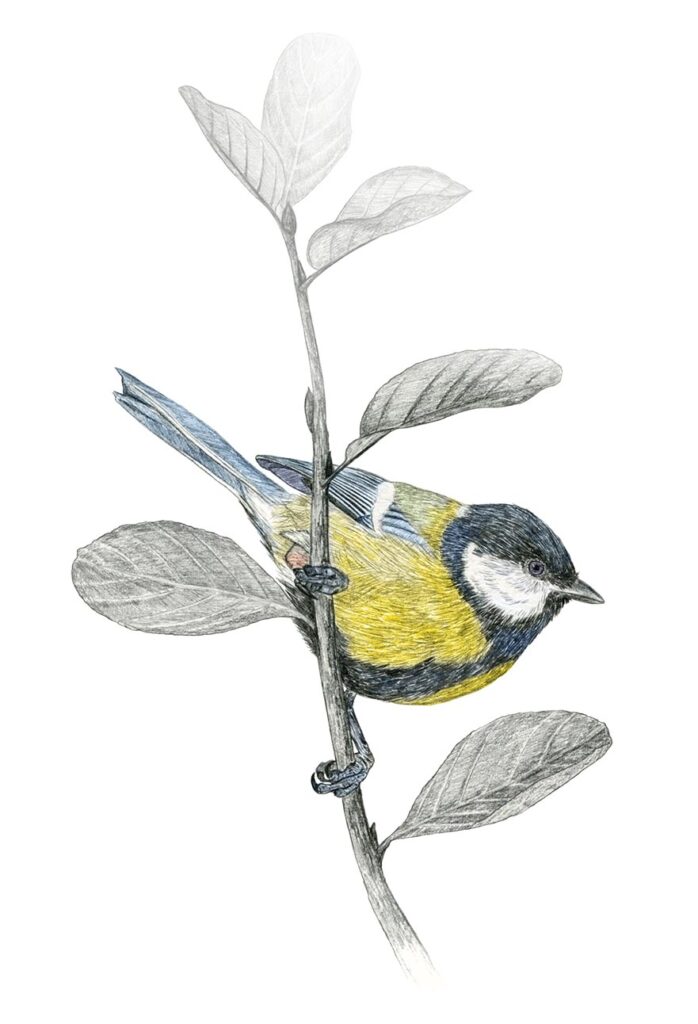 Illustration originale Alicia Pénicaud, illustrateur naturaliste, illustration naturaliste, illustration ornithologique, dessin d'oiseau, mésange charbonnière, parus major, great tit illustration 