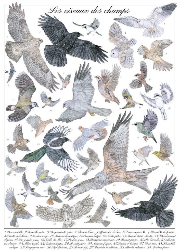 Illustration originale Alicia Pénicaud, Planche naturaliste oiseaux des champs,  les oiseaux des champs, illustration naturaliste, illustration ornithologique