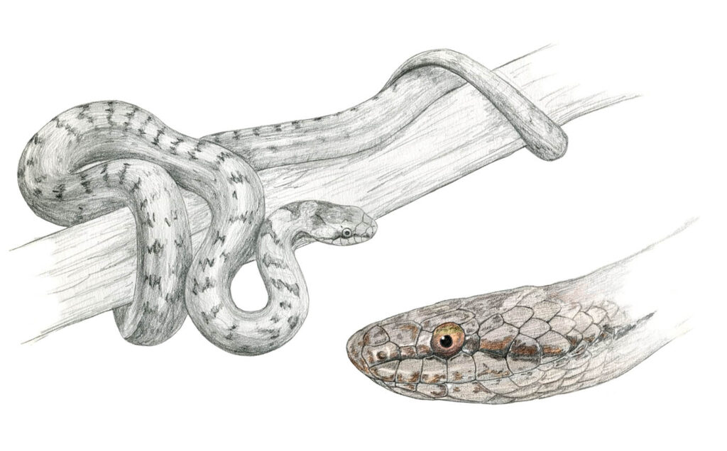Illustration originale Alicia Pénicaud, illustration naturaliste, illustration herpétologique, herpétologie, dessin de reptile, illustration serpent, coronelle lisse, illustration coronella austriaca