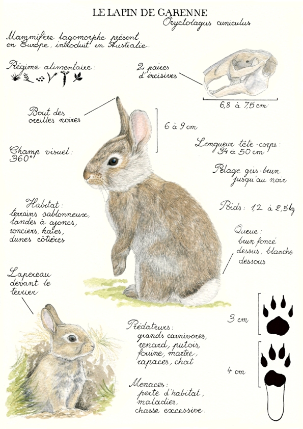 Illustration originale Alicia Pénicaud, illustration naturaliste, illustration planche naturaliste, étude naturaliste, planche naturaliste, illustration nature, dessin animaux, planche naturaliste lapin, lapin de garenne