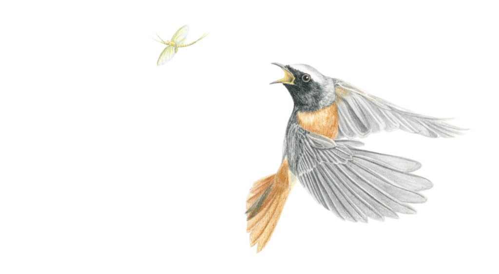 illustration originale Alicia Penicaud, illustration naturaliste, illustration ornithologique, dessin oiseau, illustration rougequeue à front blanc, phoenicurus phoenicurus, dessin aux crayons de couleurs