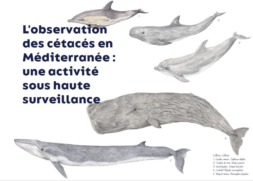 illustrations originales Alicia Pénicaud, revue biodiversité, fondation pour la recherche sur la biodiversité, illustration naturaliste, illustration cétacé, dessin baleine