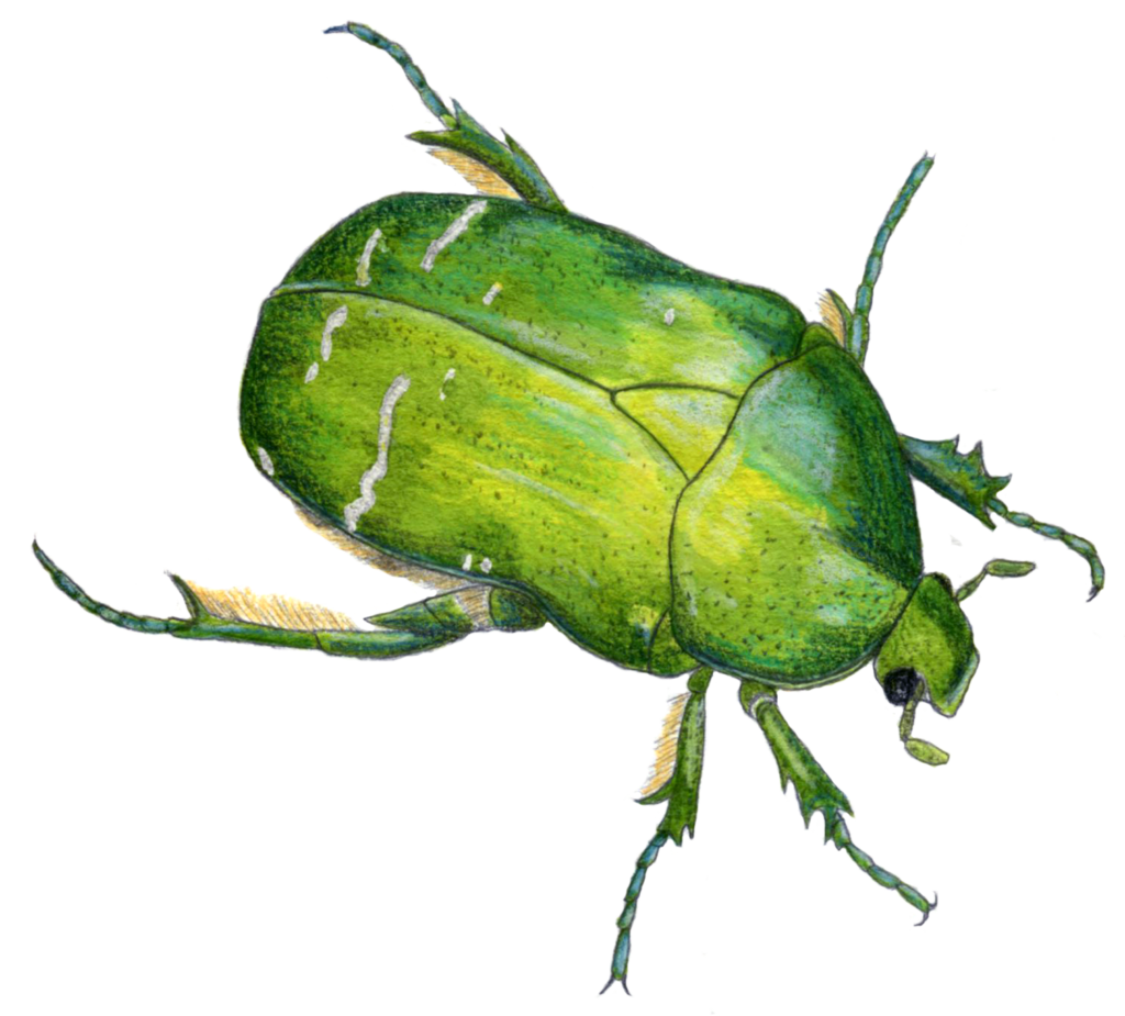 Illustration originale Alicia Pénicaud, illustration naturaliste, entomologie, dessin d'insecte, insecte, illustration scarabée, coléoptère, illustration cétoine dorée, cetonia aurata