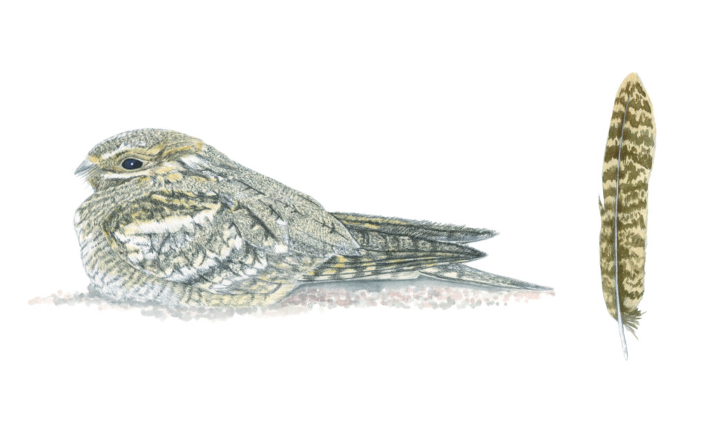 Illustration originale Alicia Pénicaud, illustration naturaliste, dessin d'oiseau, illustration engoulevent, caprimulgus europaeus, european nightjar
