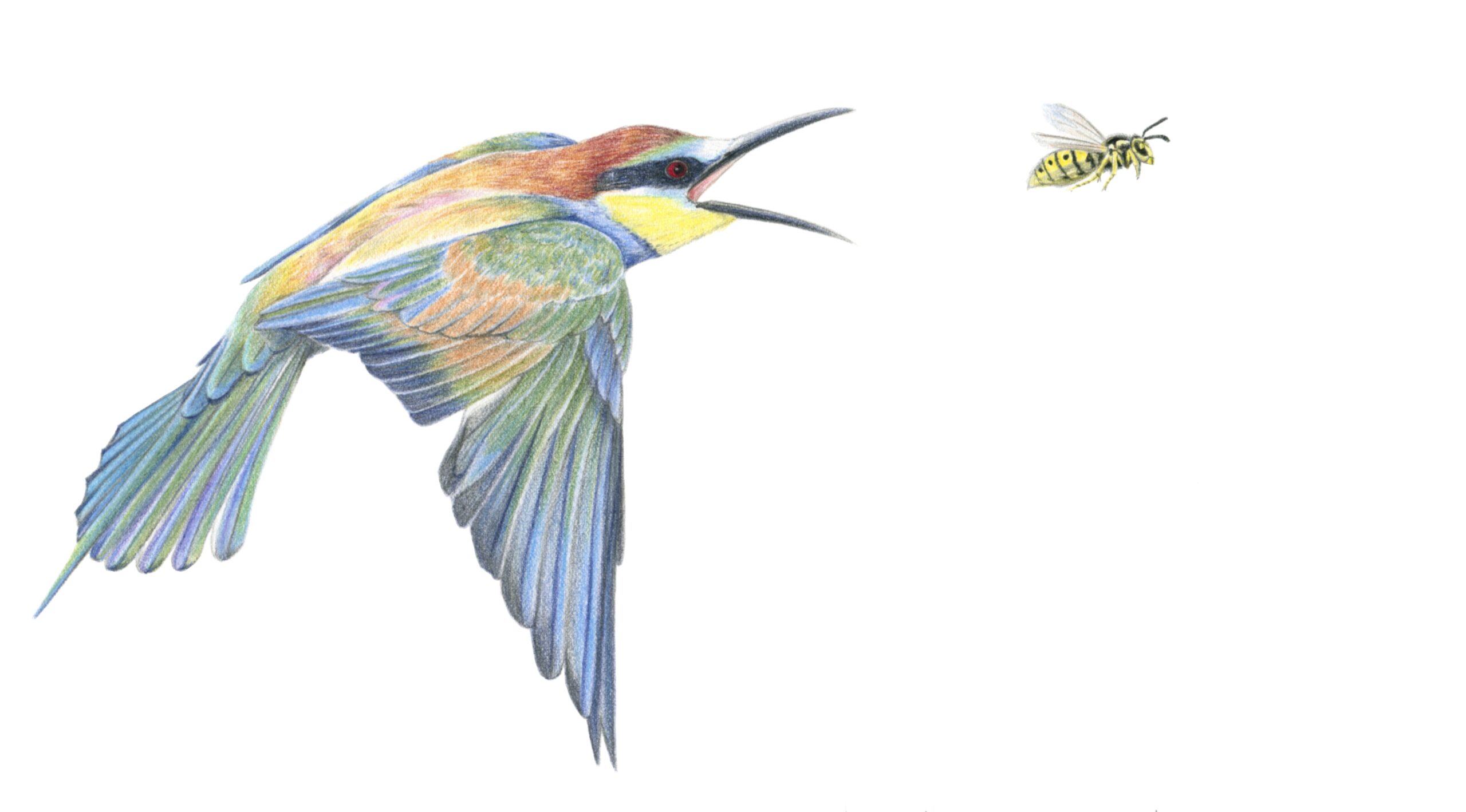 Illustration originale Alicia Pénicaud, illustration naturaliste, dessin d'oiseau, illustration guêpier d'Europe, merops apiaster, european bee-eater