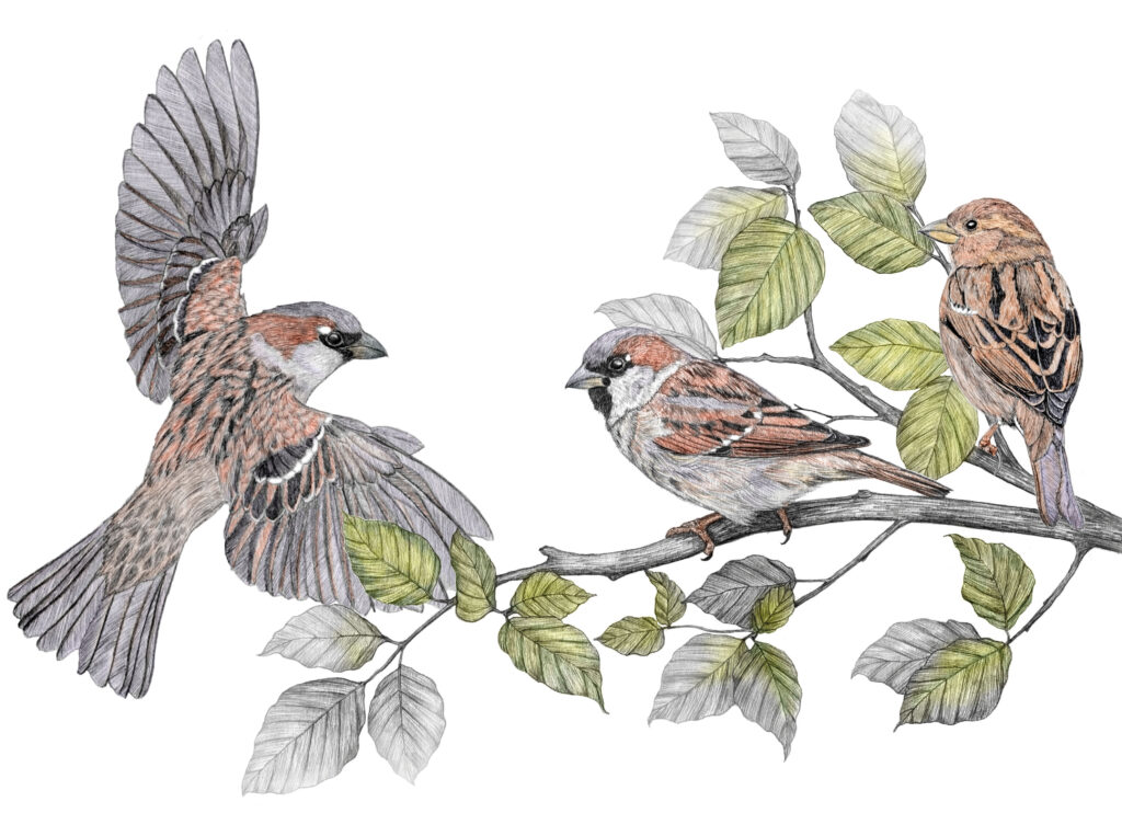 Illustration originale Alicia Pénicaud, illustration naturaliste, illustration ornithologique, dessin d'oiseau, illustration moineaux domestiques, passer domesticus, sparrow