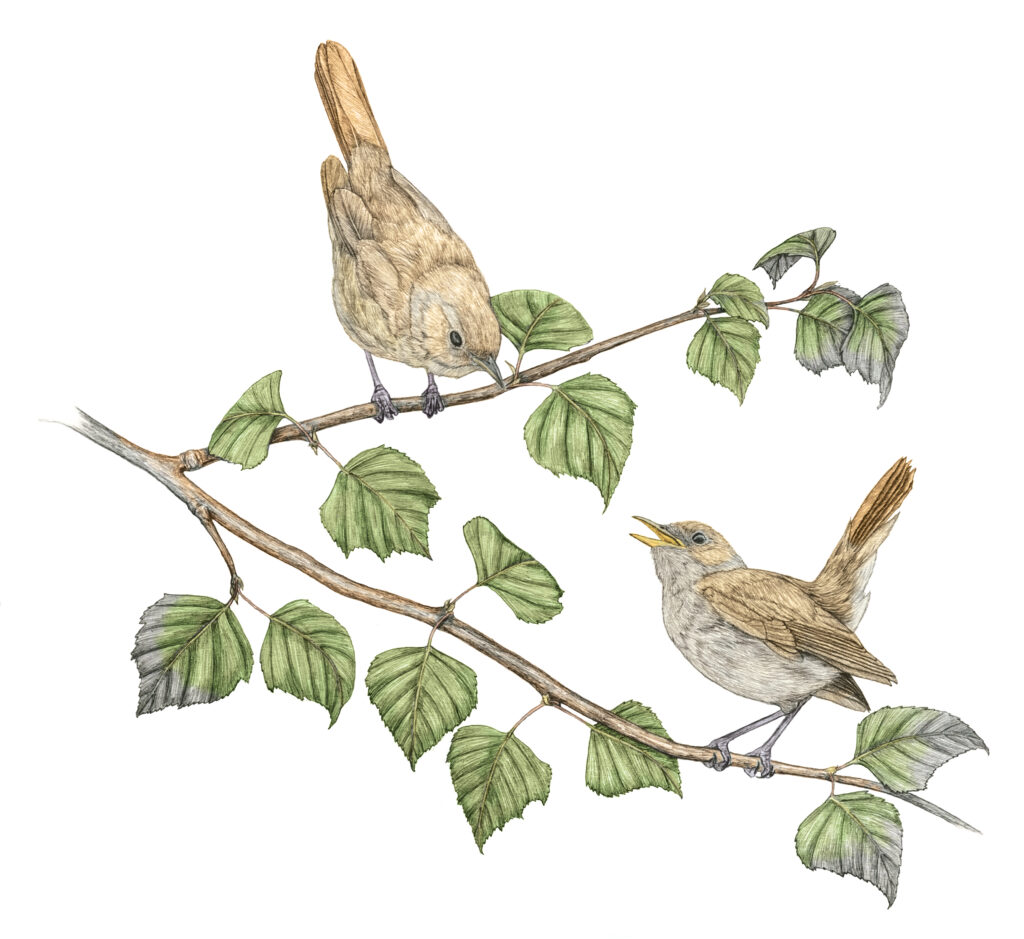 Illustration originale Alicia Pénicaud, illustration naturaliste, illustration ornithologique, dessin d'oiseau, illustration mammalogique, illustration herpétologique, illustration botanique, illustration entomologique, dessin insectes, dessin animalier, illustration rossignols, illustrateur naturaliste, Limoges