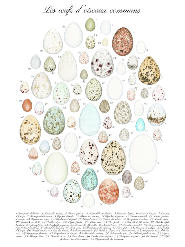 Illustration originale Alicia Pénicaud, illustration naturaliste, illustration planche naturaliste, étude naturaliste, planche naturaliste, illustration nature, dessin d’œufs, planche ornithologique, oiseaux de France