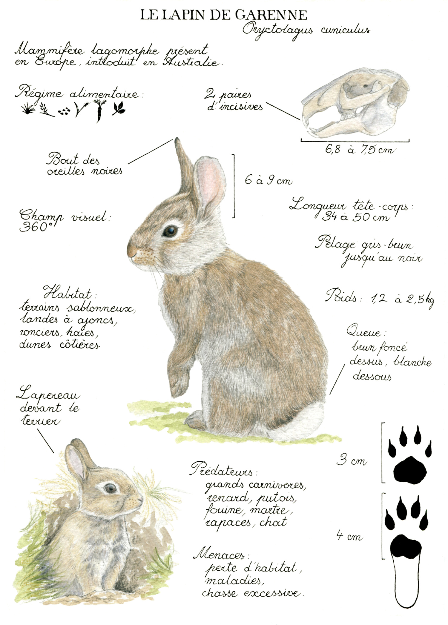Illustration originale Alicia Pénicaud, illustration naturaliste, illustration planche naturaliste, étude naturaliste, planche naturaliste, illustration nature, dessin animaux, planche naturaliste lapin, lapin de garenne