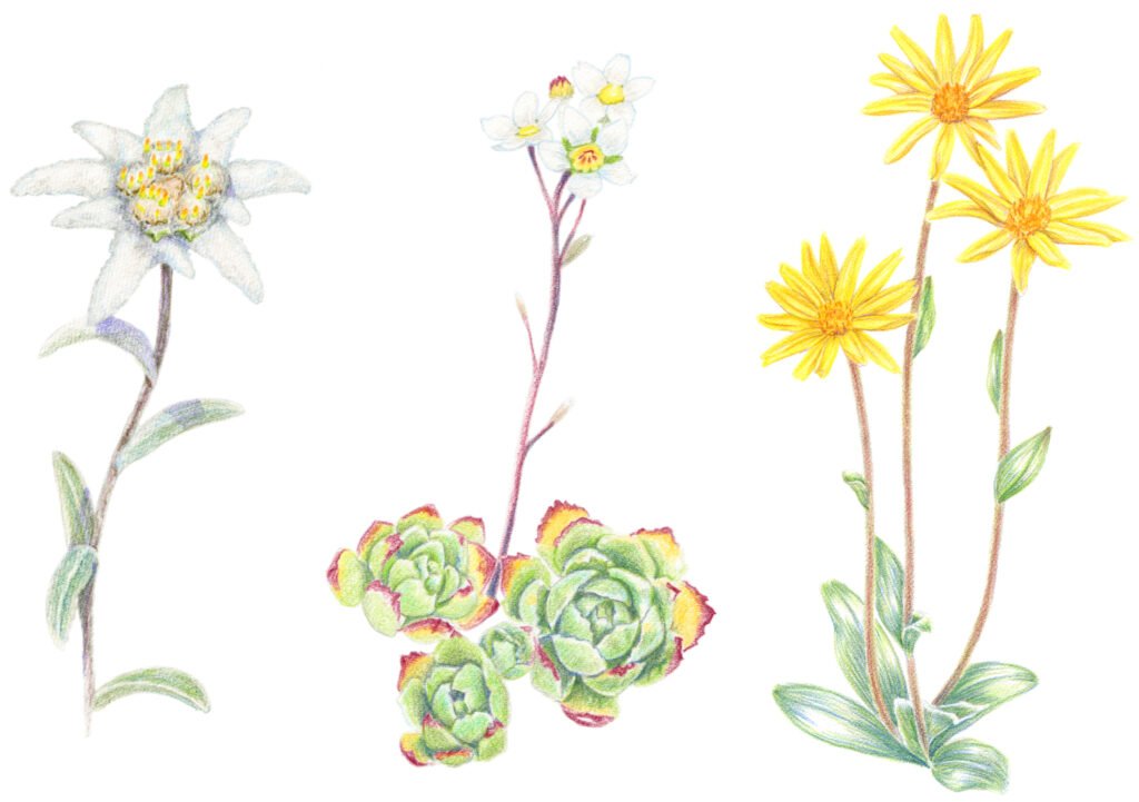 illustration originale Alicia Pénicaud, illustration botanique, illustration fruit, illustration plante, illustration végétaux, Alpes, edelweiss, saxifrage, arnica illustrations illustrateur naturaliste, dessin naturaliste