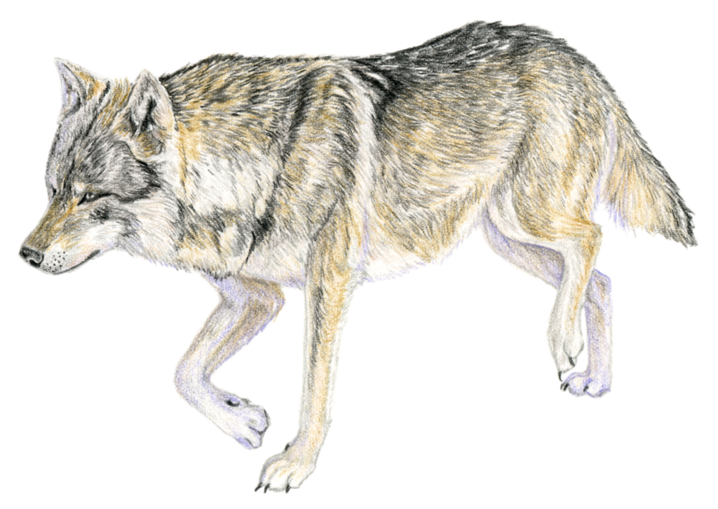 Illustration originale Alicia Pénicaud, illustration naturaliste, illustration mammalogique, illustration loup, loup gris, canis lupus, illustrateur naturaliste, dessin nature, dessinateur naturaliste