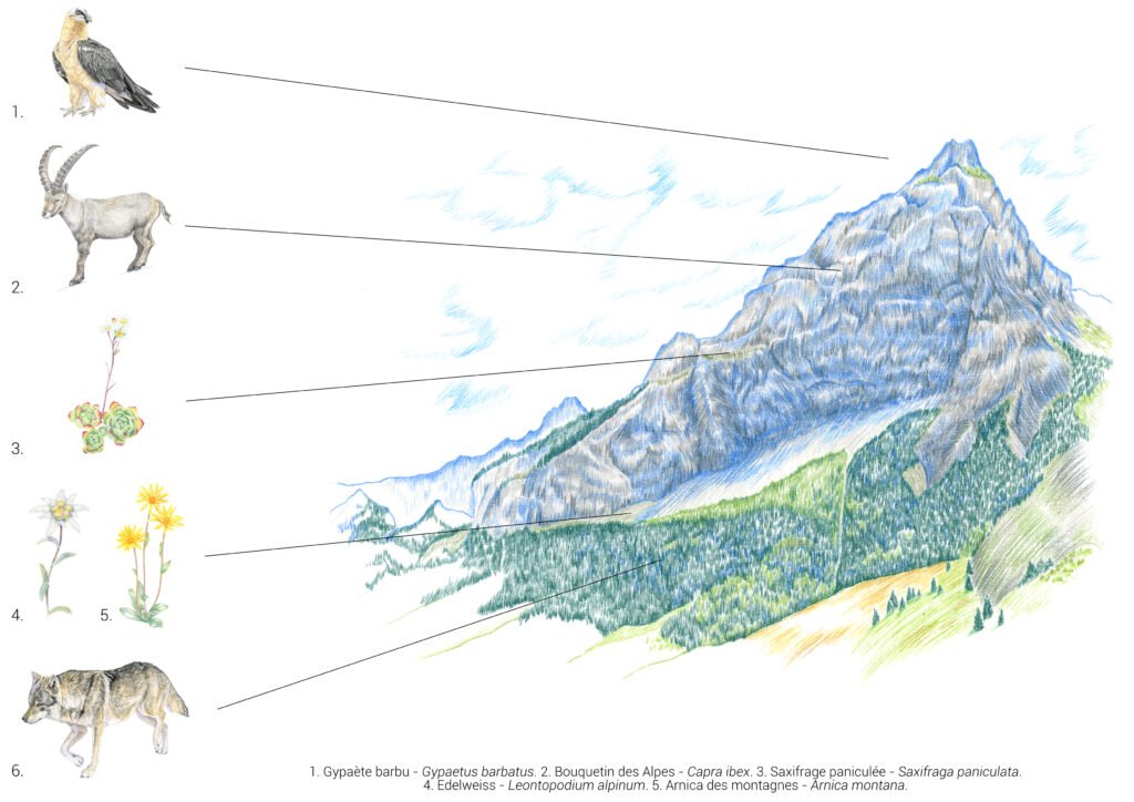 Illustration originale Alicia Pénicaud, illustration paysage, illustration naturaliste, dessin de paysage, illustration milieux, biotope, environnement, illustration montagne, Alpes suisses, illustrateur naturaliste