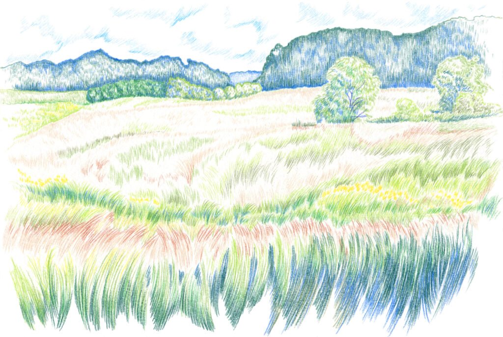 Illustration originale Alicia Pénicaud, illustration paysage, illustration naturaliste, dessin de paysage, illustration milieux, biotope, environnement, illustration montagne, Alpes suisses, illustrateur naturaliste, panneaux pédagogiques